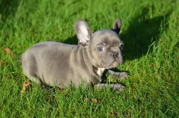 CUCCIOLI BULLDOG BOULEDOGUE FRANCESE | Foto 2