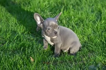 Dolcissimi Cuccioli di bulldog francese, di 3 mesi... | Foto 2