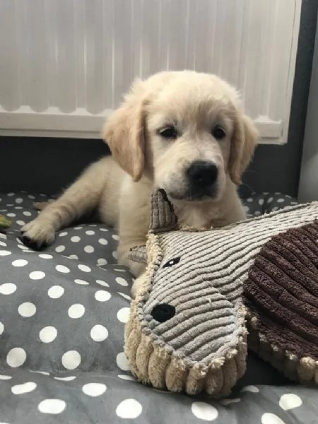  splendidi cuccioli di Golden Retriever