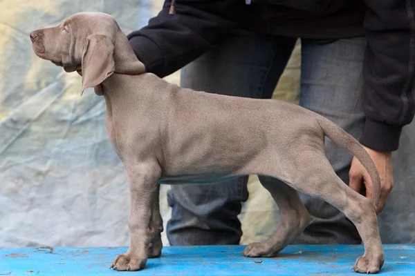 Weimaraner cuccioli