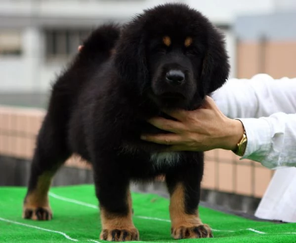 Cuccioli di Tibetan Mastiff 