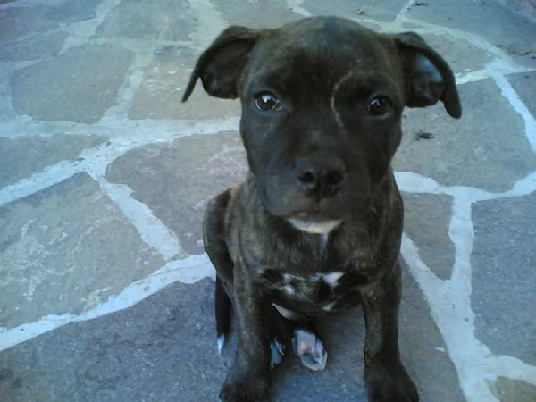 cuccioli di Staffordshire Bull Terrier