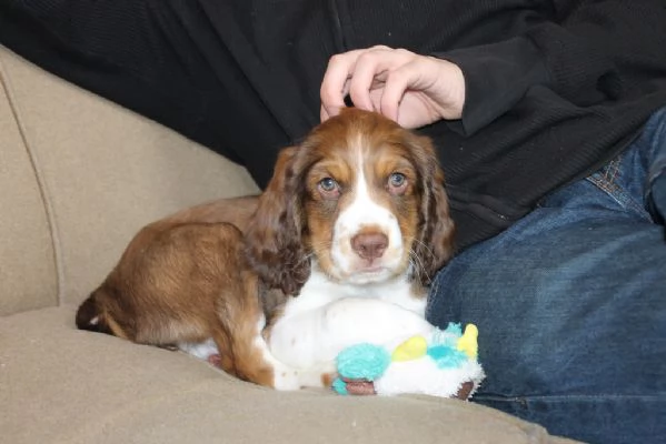 cuccioli springer spaniel inglese