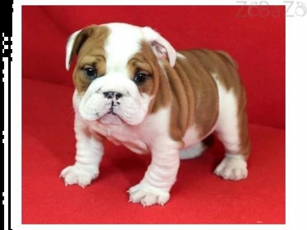 vendita cuccioli di bulldog inglese