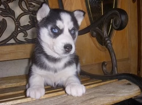 regalo cuccioli di husky siberiano  maschi e femmina.  