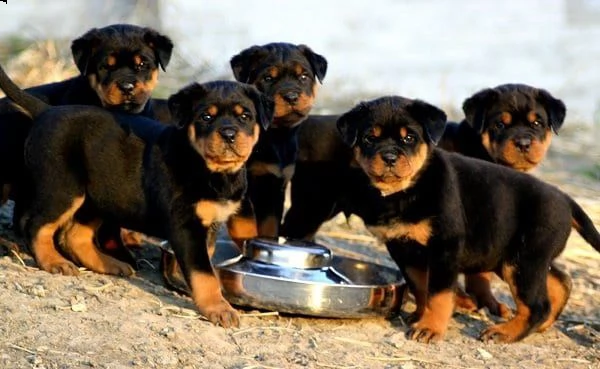 cuccioli rottweiler