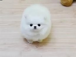 regalo cuccioli volpino della pomerania con pedigree