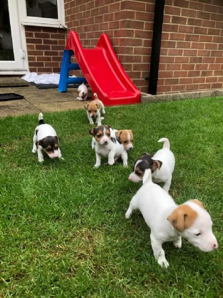 regalo adorabili cuccioli di jack russel femminucce e maschietti