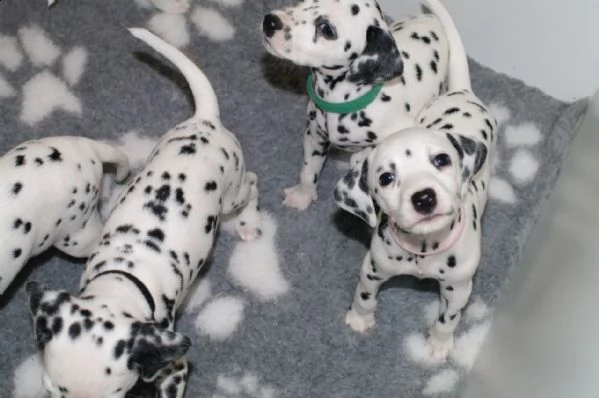 regalo dalmata cuccioli disponible per l'adozione