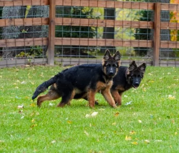 cuccioli di pastore tedesco disponibili | Foto 0