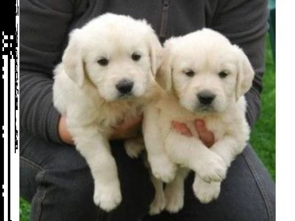 disponibili cuccioli di golden retriever