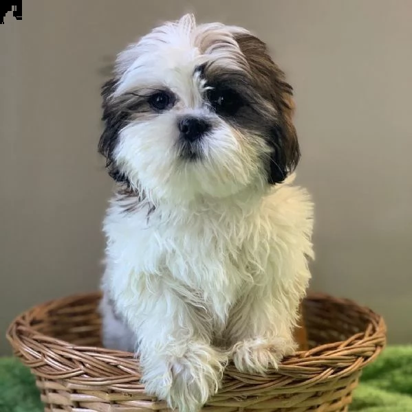 cuccioli di shih tzu!!!