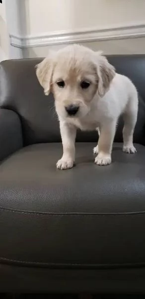 cucciole di golden retriever di circa 3 mesi.