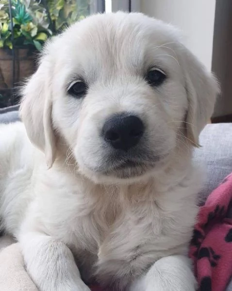 cuccioli di golden retriever