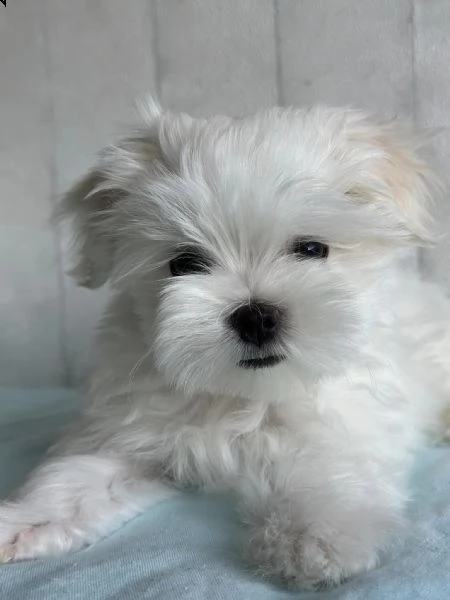 maltese toy 