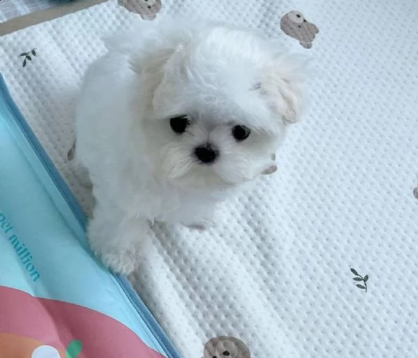 cuccioli di maltese toy | Foto 0