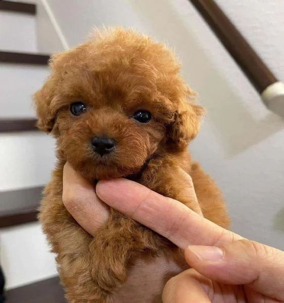 cuccioli di barboncino qui in vendita