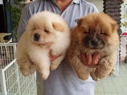 vendita cuccioli di chow chow