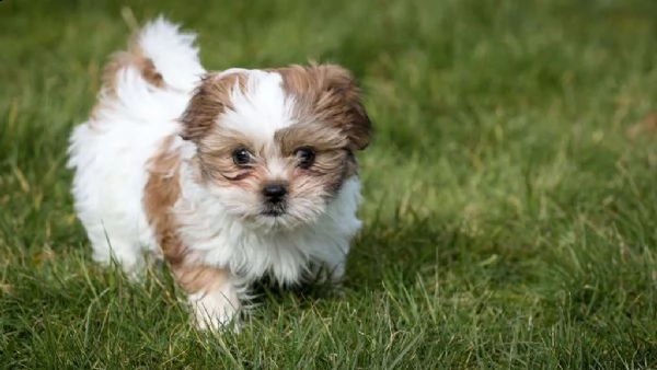 vendita cuccioli shih tzu