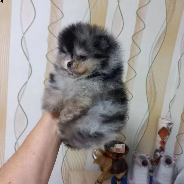 incontra i nostri adorabili cuccioli di pomerania | Foto 2