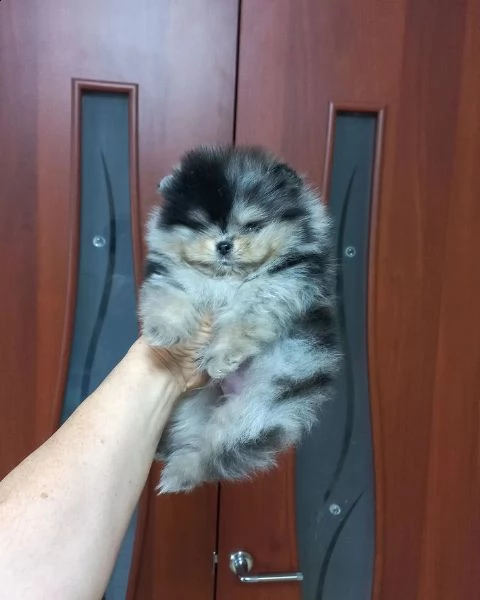 incontra i nostri adorabili cuccioli di pomerania