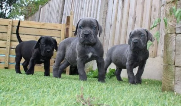 regalo cuccioli  di cane corso