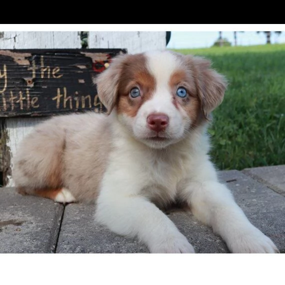 regalo adorabili cuccioli pastore australiano femminucce e maschietti 