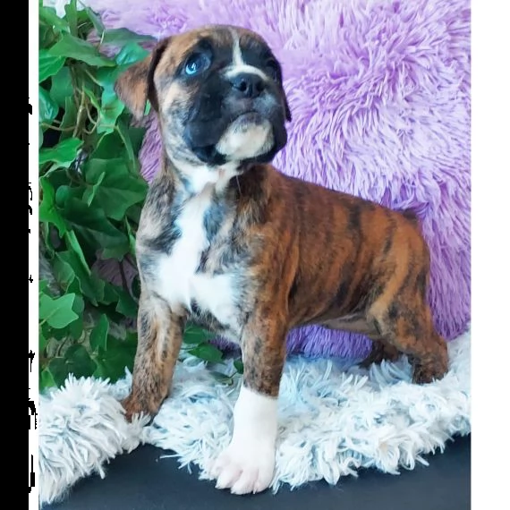 regalo adorabili cuccioli boxer femminucce e maschietti disponibili