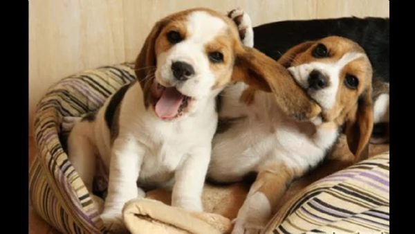 splendidi cuccioli di beagle maschio e femmina kc excellent home breeds in cerca di una casa per sem