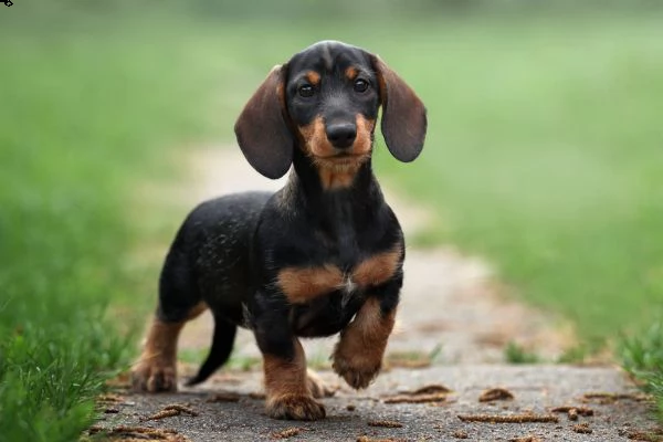 splendidi cuccioli di bassotto maschio e femmina kc excellent home breeds in cerca di una casa per s