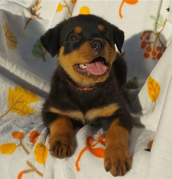 regalo cuccioli rottweiler whatsapp ( 0039 353 317 4023 ) | Foto 2