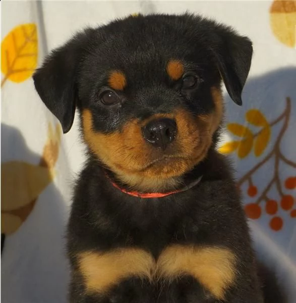 regalo cuccioli rottweiler whatsapp ( 0039 353 317 4023 ) | Foto 1