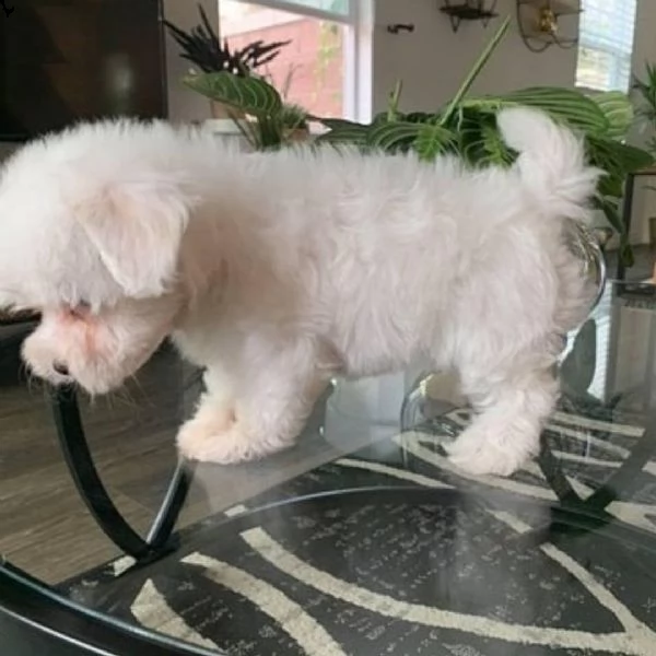 eccezionali cuccioli di maltese akc (+393512351560)