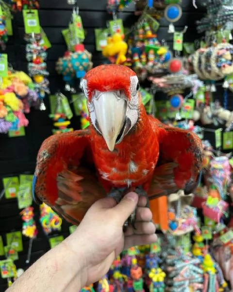 CAPRI MACAW HYBRID RED 