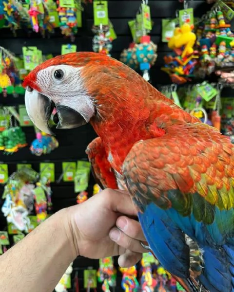 CAPRI MACAW HYBRID RED  | Foto 6