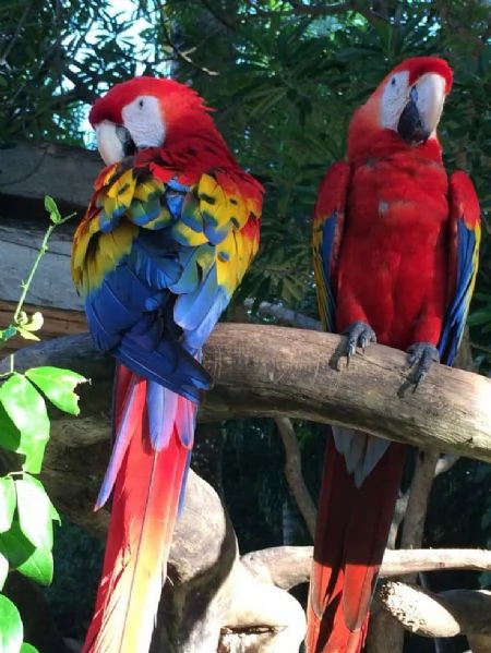 CAPRI MACAW HYBRID RED  | Foto 5