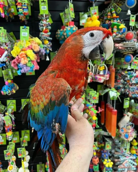 CAPRI MACAW HYBRID RED  | Foto 4