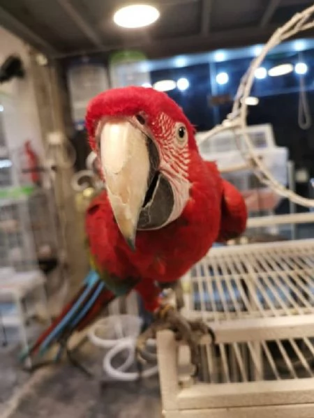 CAPRI MACAW HYBRID RED  | Foto 3