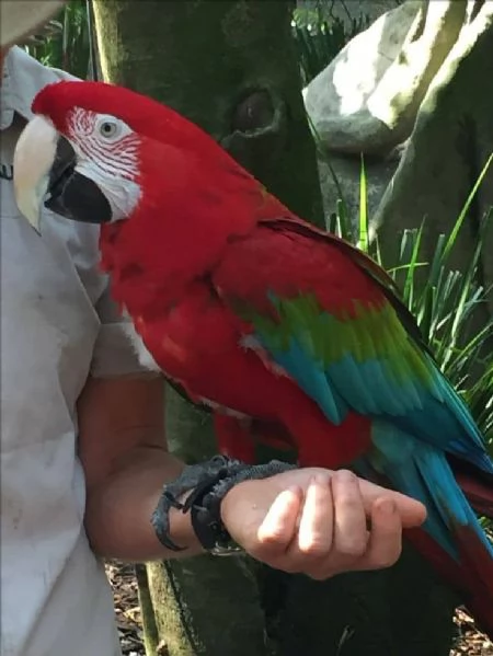 CAPRI MACAW HYBRID RED  | Foto 1