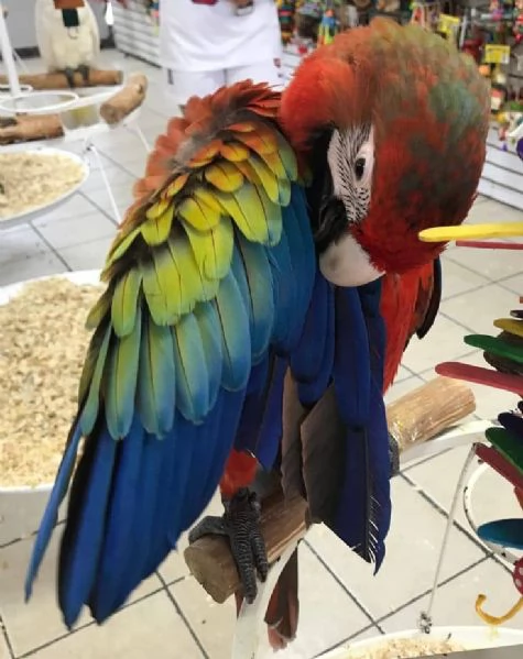 CAPRI MACAW HYBRID RED  | Foto 0