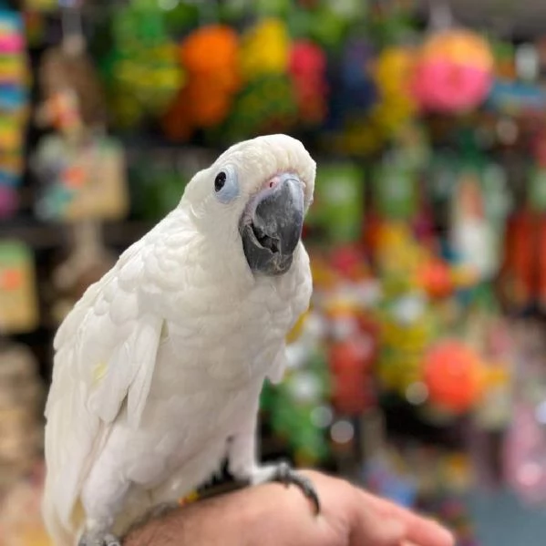 Cacatua ombrello