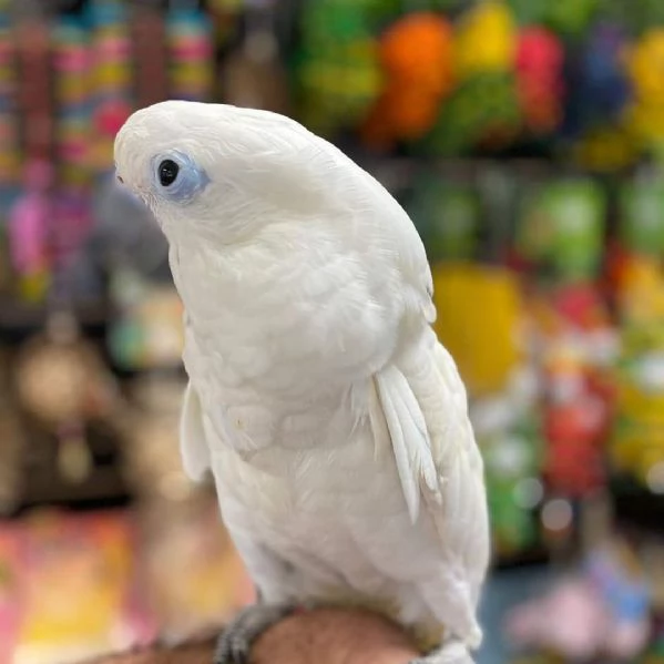 Cacatua ombrello | Foto 2