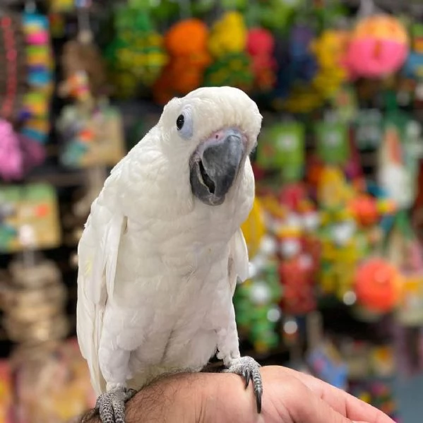 Cacatua ombrello | Foto 1