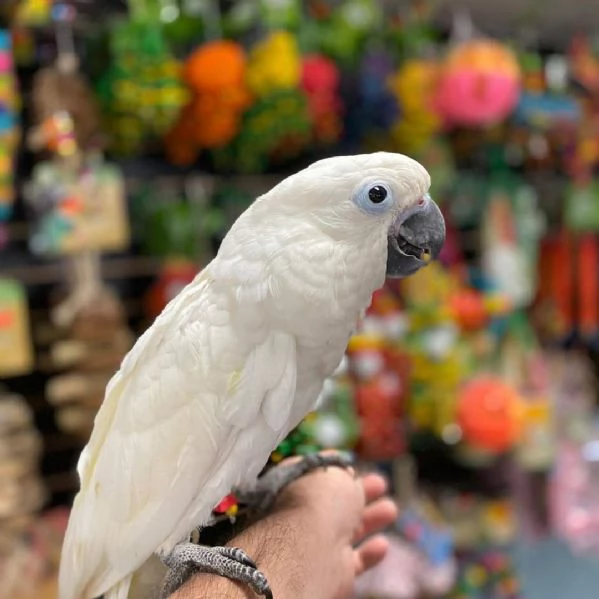 Cacatua ombrello | Foto 0