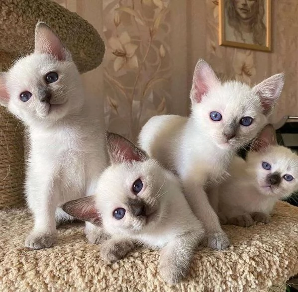 Adorabili gattini siamesi | Foto 0