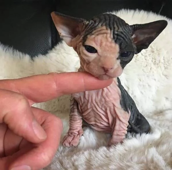 Gatti sphynx