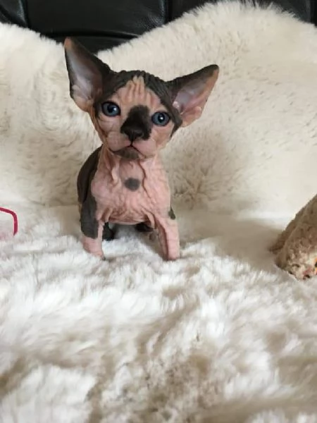 Gatti sphynx | Foto 6