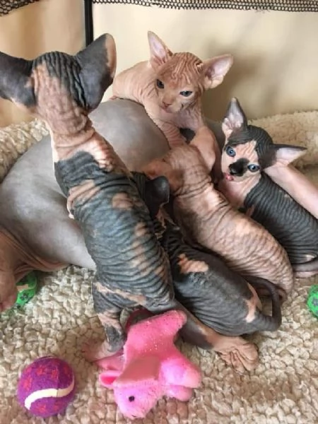 Gatti sphynx | Foto 4