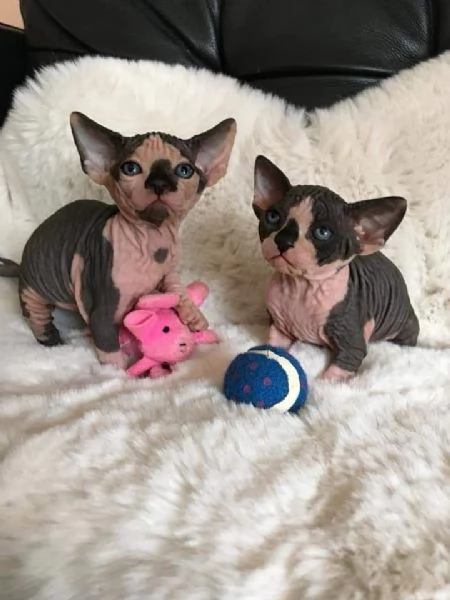 Gatti sphynx | Foto 3