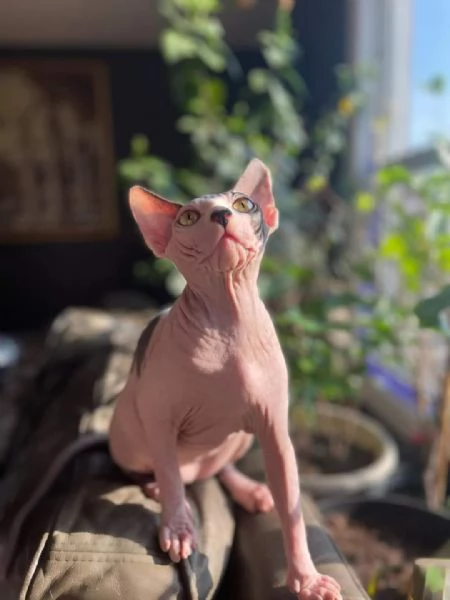 Gatti sphynx | Foto 6